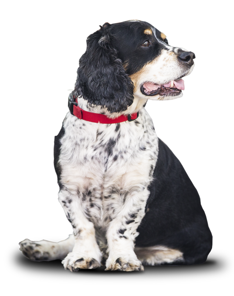 To Keystone Kennels The Vacation Land For Your Pet